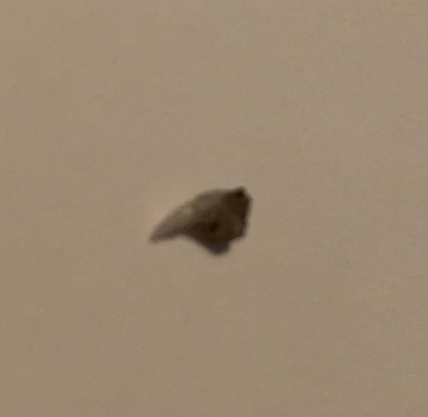 grainy photo of a fish tooth