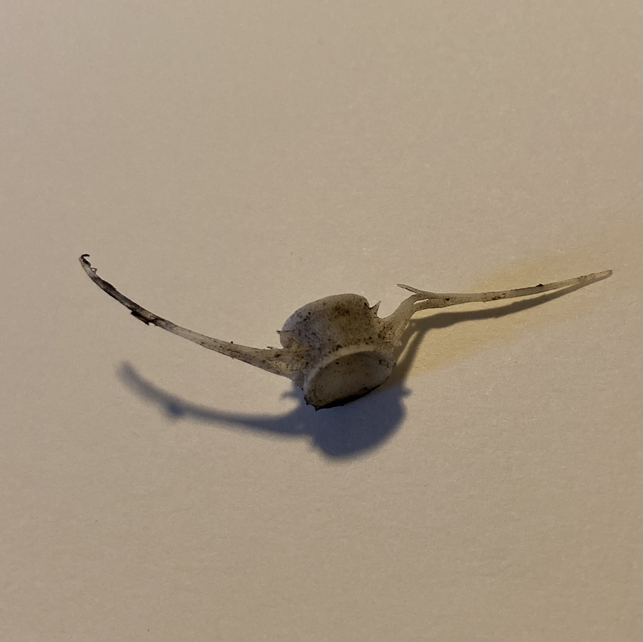 small vertebrae with tiny rips poking off of it