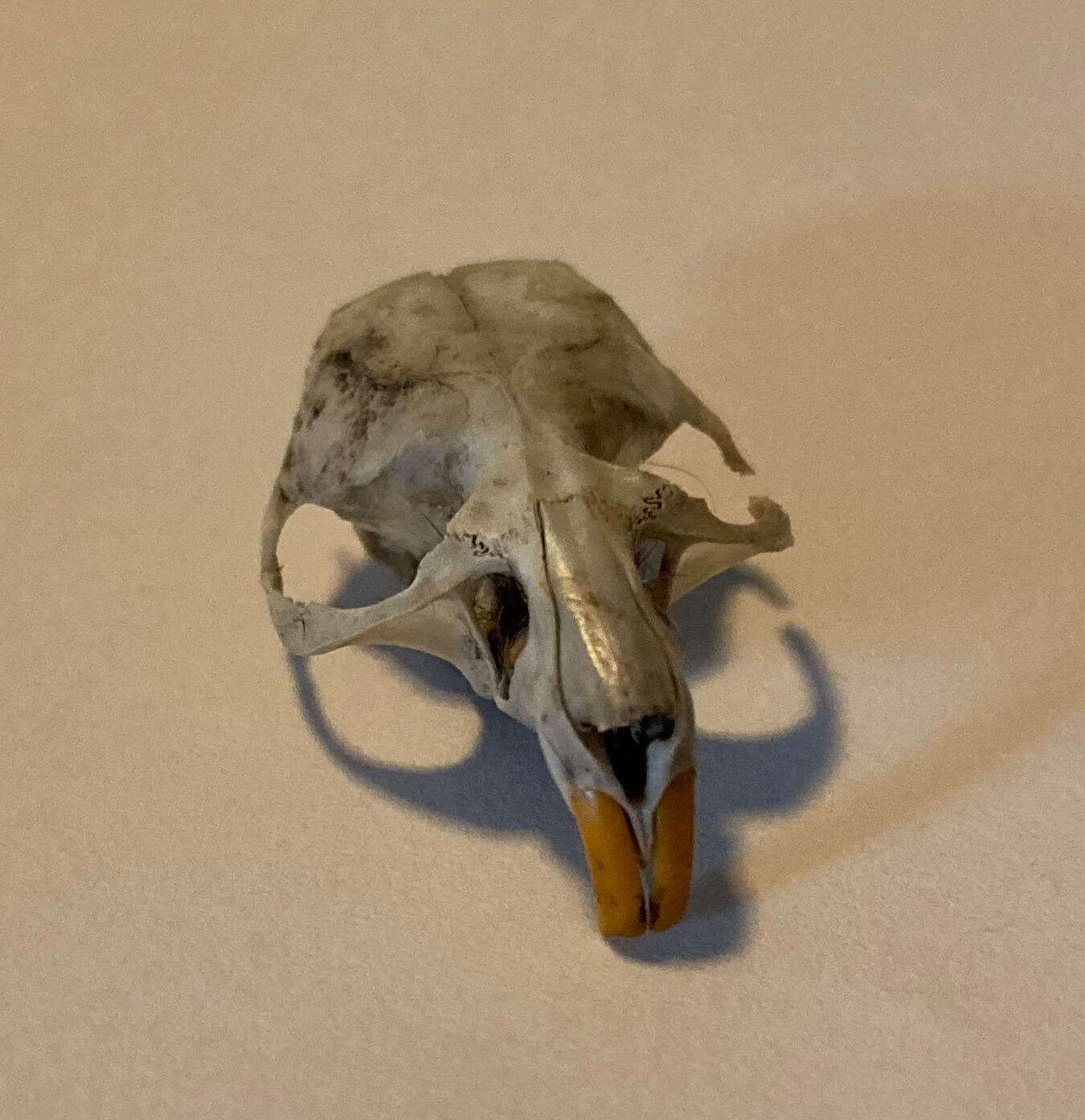 front view of a rat skull with no jaw