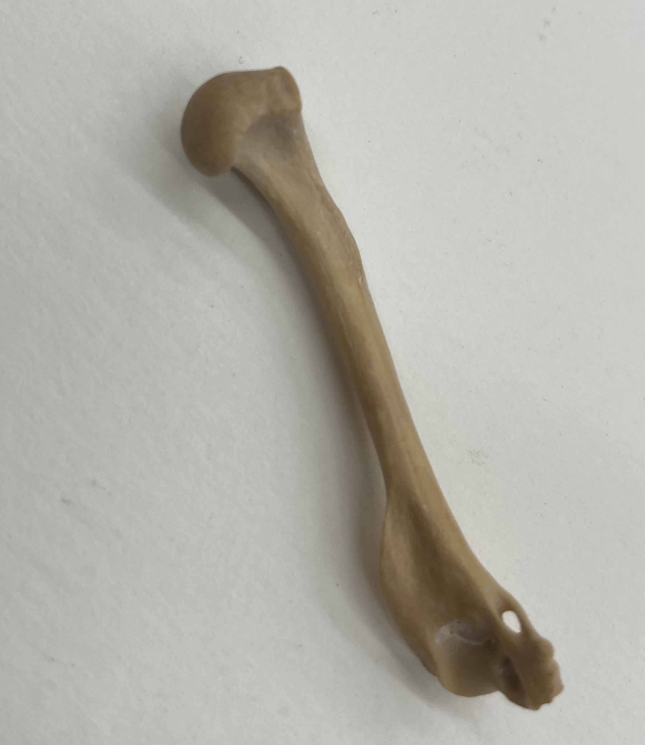 unknown femur